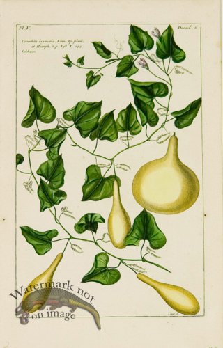 (image for) Buchoz Bot 57