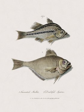 53 New Holland Caffowary