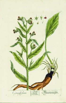 Blackwell German 151