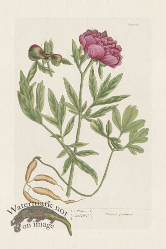 (image for) BEE 065 Female Piony