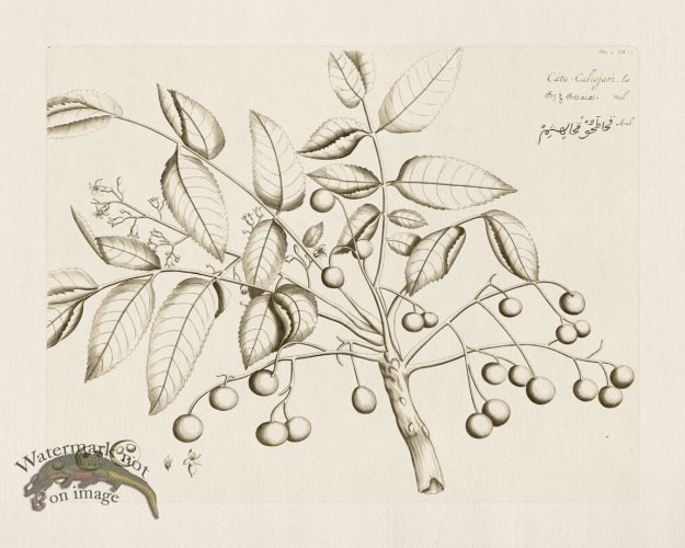 (image for) HORTUS VOL 04 33