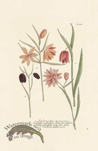 (image for) Weinmann PL 517