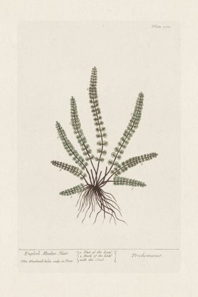 BEE 370 English MaidenHair