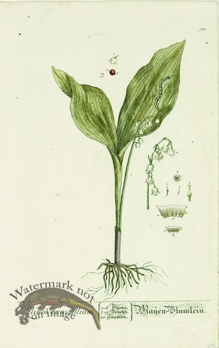 Blackwell German 074