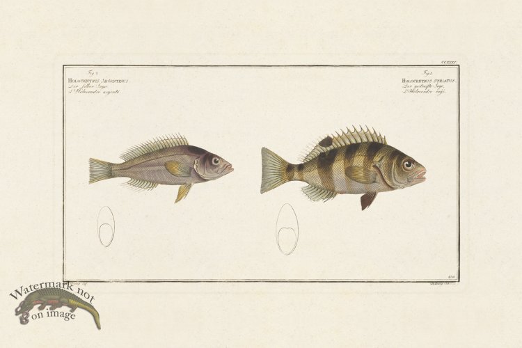 (image for) BLOCH FISH 235