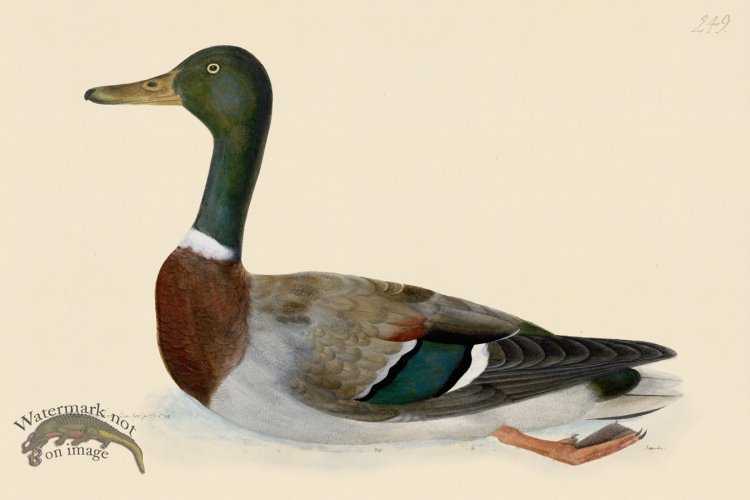 (image for) Rudbeck CFA 249 Mallard