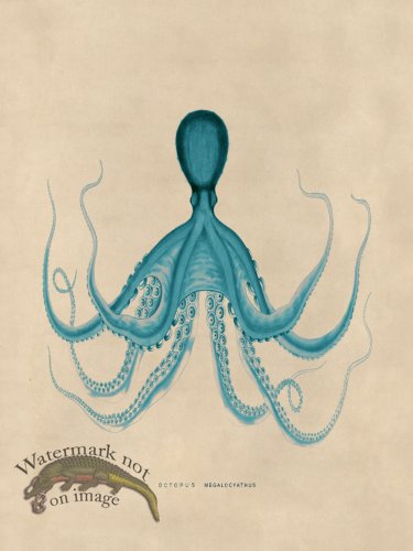 (image for) Octopus Teal 19