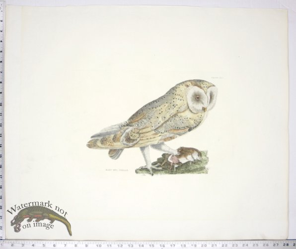 Barn Owl Female