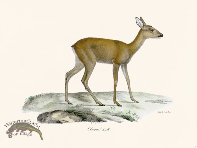 Cuvier 027 Female Deer