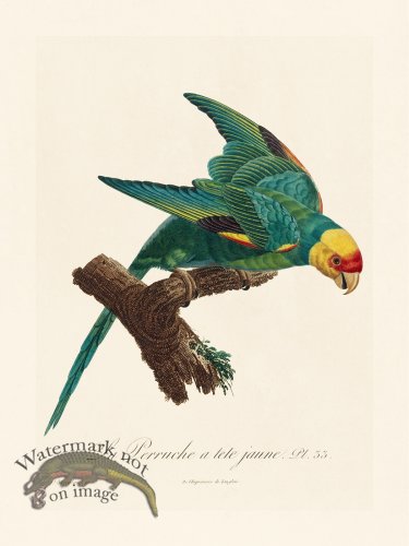 (image for) Barraband Parrot 033
