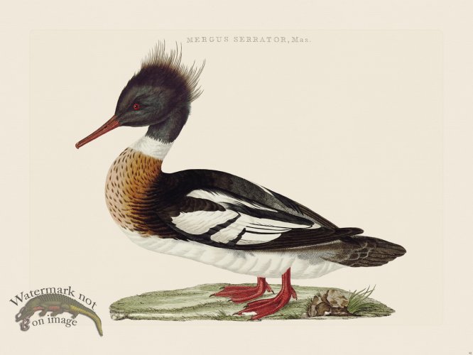 (image for) Nozeman Bird 092