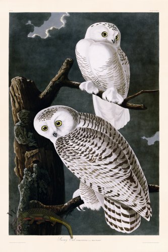 (image for) 121 Snowy Owl bc