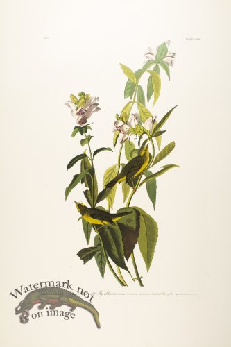 Green Balck Capped Flycatcher