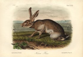 Texian-Hare-small