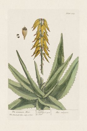 BEE 229 The Common Aloes