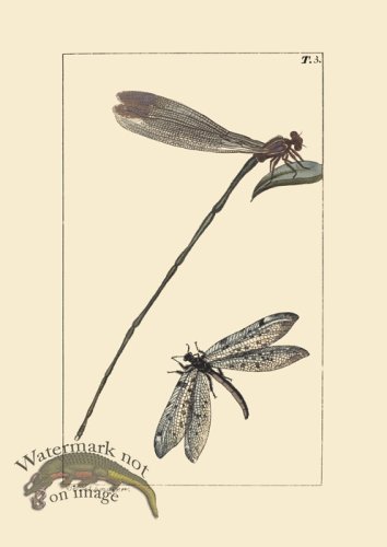 (image for) Dragon Fly 03