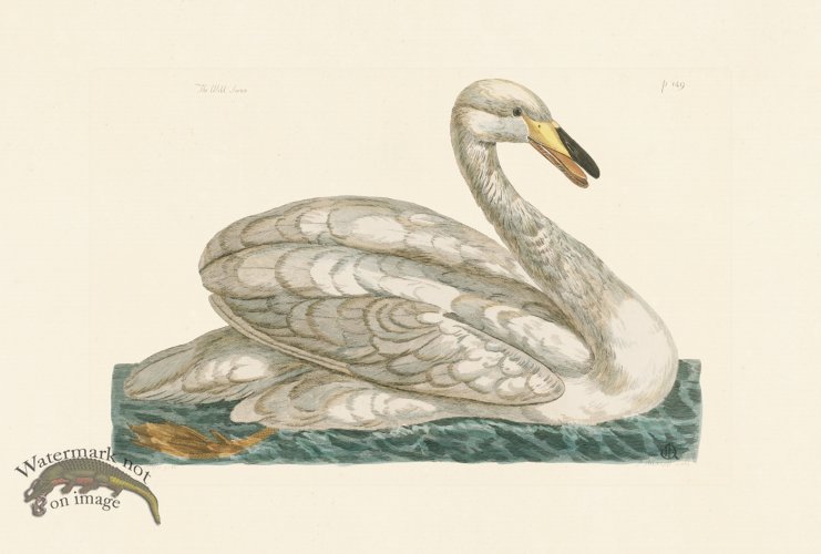 (image for) Pennant Zoology 021