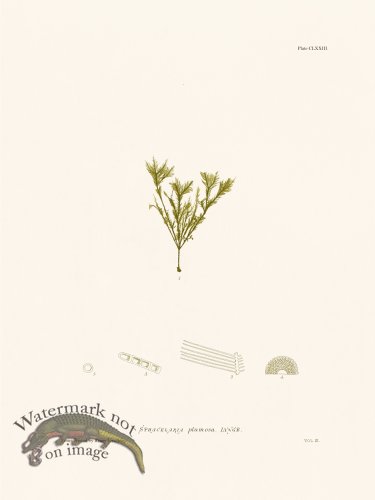 (image for) Bradbury Seaweed 173