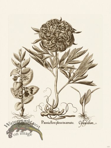 (image for) Besler 100 B1