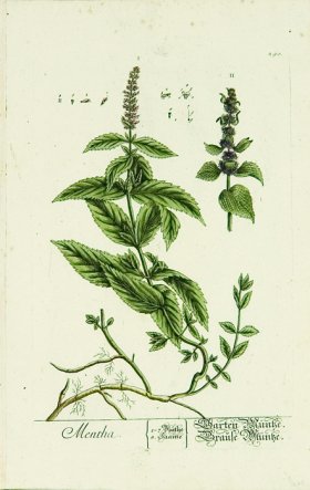 Blackwell German 075