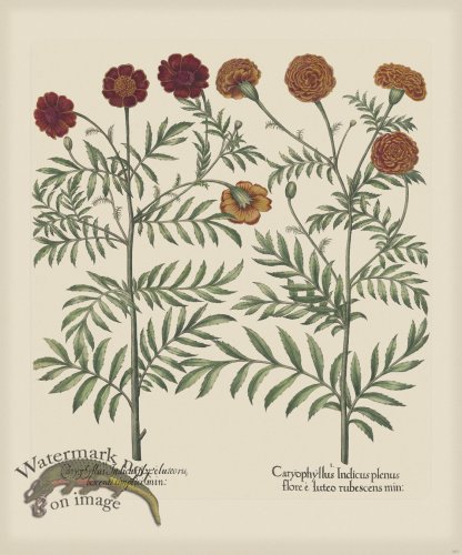 (image for) Besler 307 Colored B2