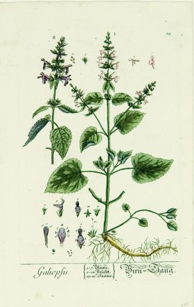 Blackwell German 033