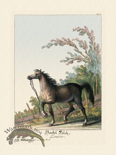 (image for) Ridingers Horses 37