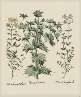 Besler 282 Colored B2