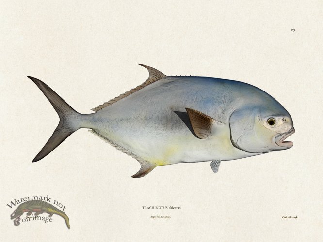 (image for) Werner Fish 023