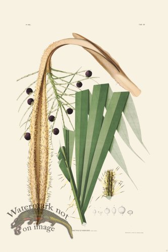 (image for) Rodrigues Palm Front 025