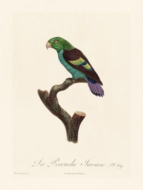 Barraband Parrot 069