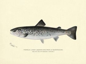 Salmon - Female Land Locked
