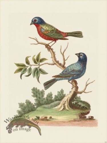 (image for) Edwards 130 The Painted-Finch