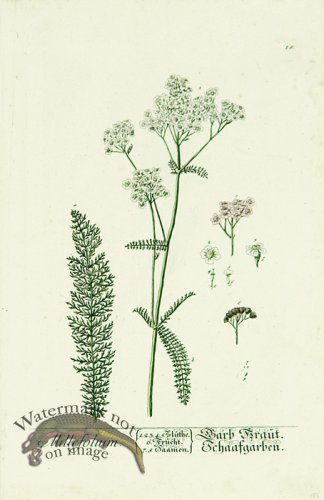 (image for) Blackwell German 257