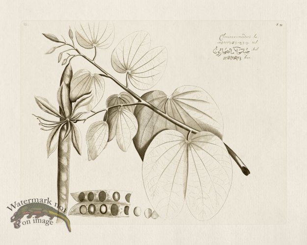 (image for) HORTUS VOL 01 33