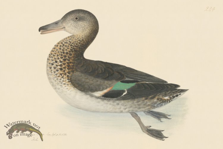 (image for) Rudbeck CFA 224 Teal Duck