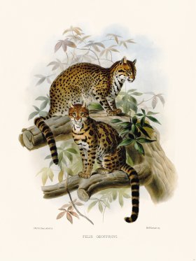 Elliot Cat 20 Cat Geoffroyi