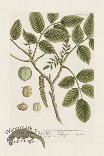 (image for) BEE 247 The Wallnut