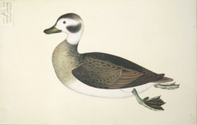 257 Swedish Birds . Anas Varia Minor, Female