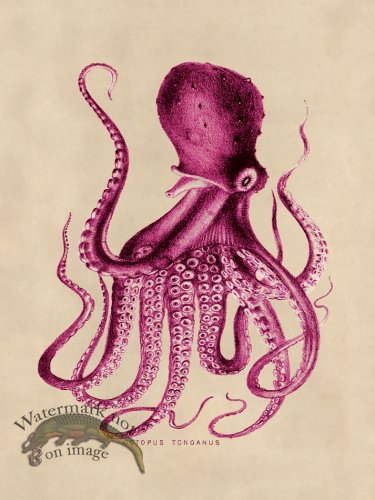 (image for) Octopus Pink 09