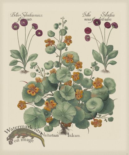 (image for) Besler 294 Colored B2