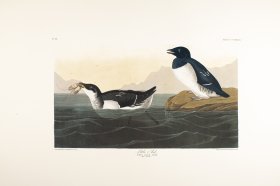 Little Auk