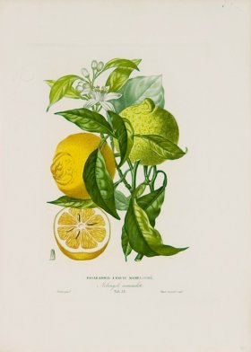 Poiteau Citrus 03