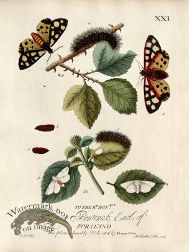 (image for) Albin Plate 21