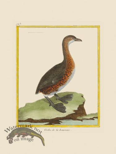 (image for) Martinet Bird 943