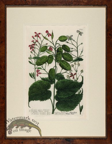 Weinmann Burl with Gold DM 08