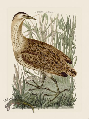 (image for) Nozeman Bird 003