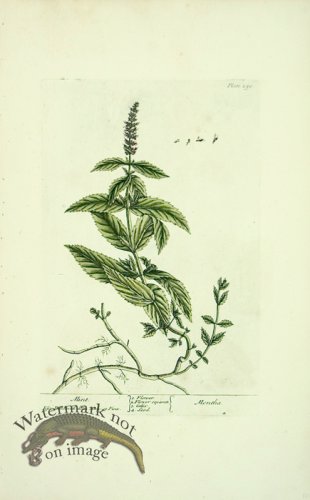 (image for) Blackwell E 54