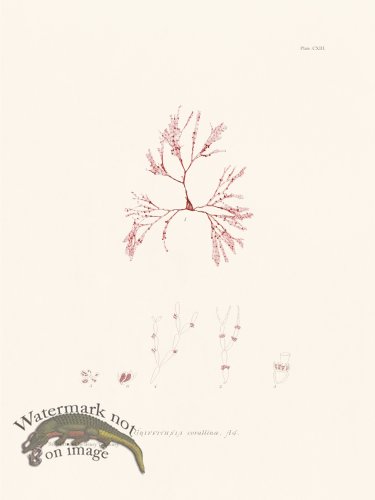 (image for) Bradbury Seaweed 113