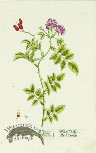 Blackwell German 056